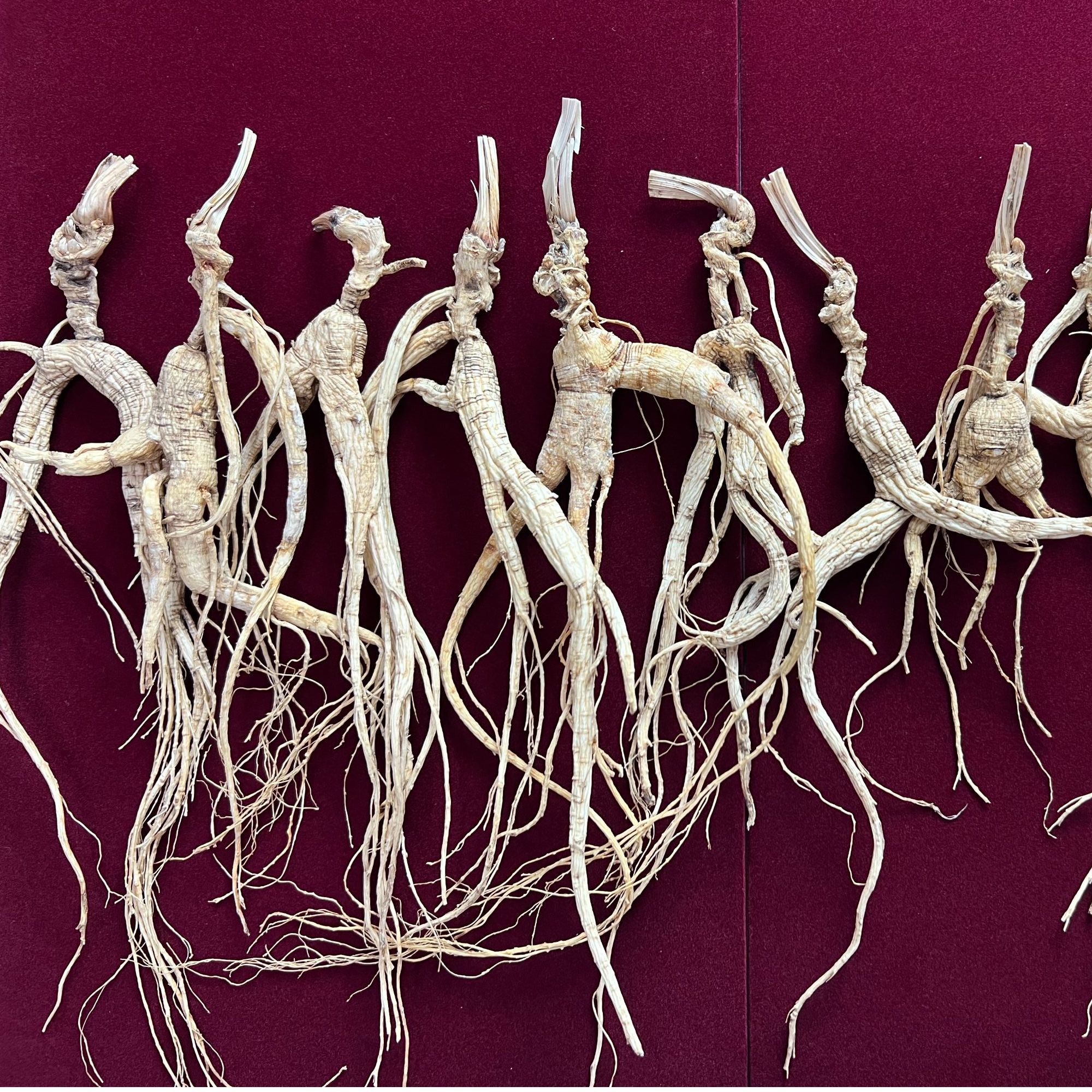 长白山林下参老山参可泡酒自用送人微残 高