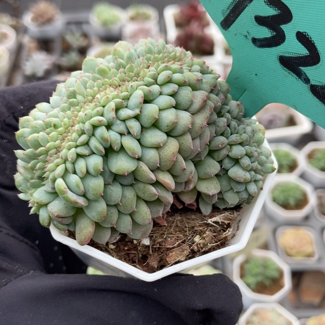 7322白胖子缀多肉植物