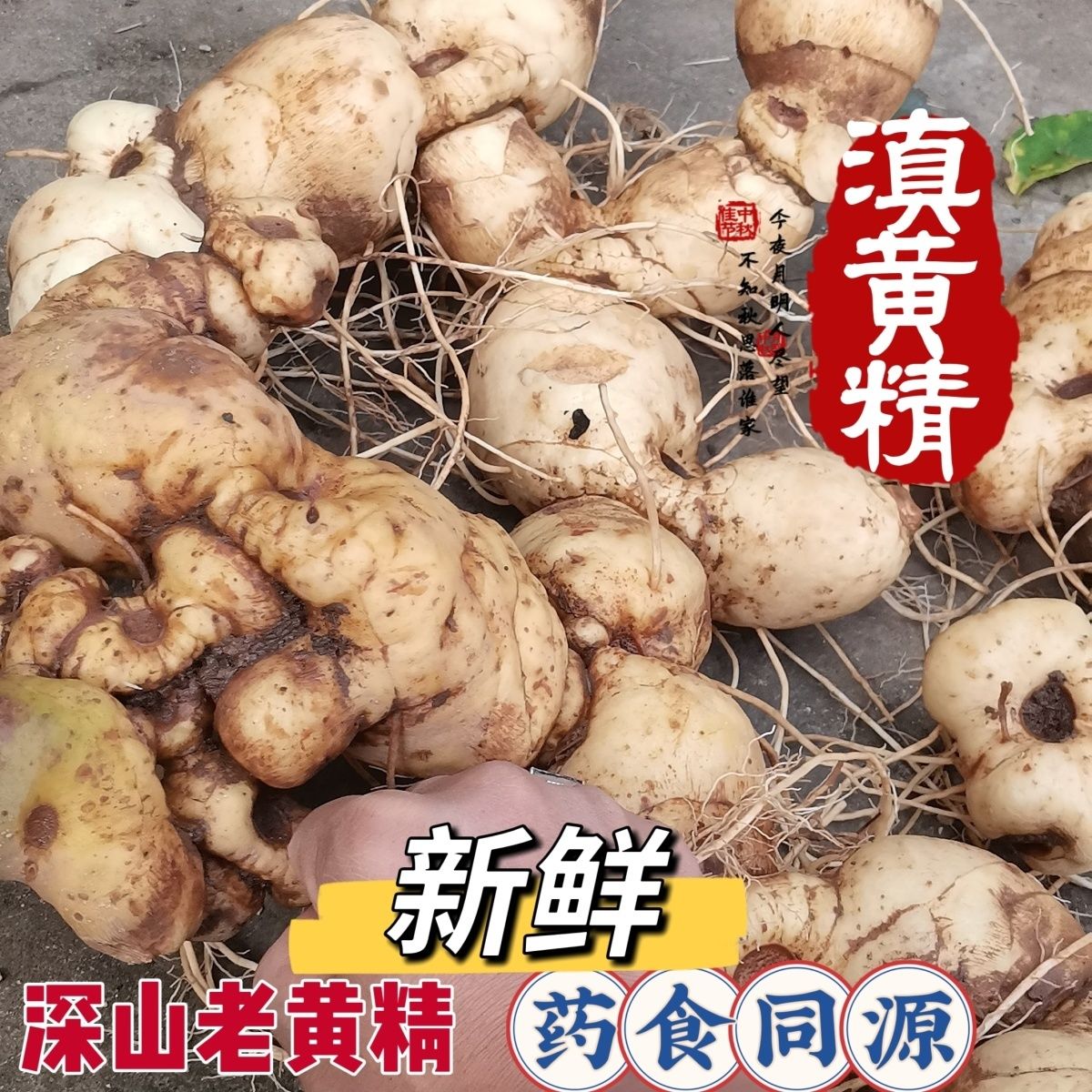 新鲜现挖云贵大黄姜姜可煲汤泡酒的应季姜