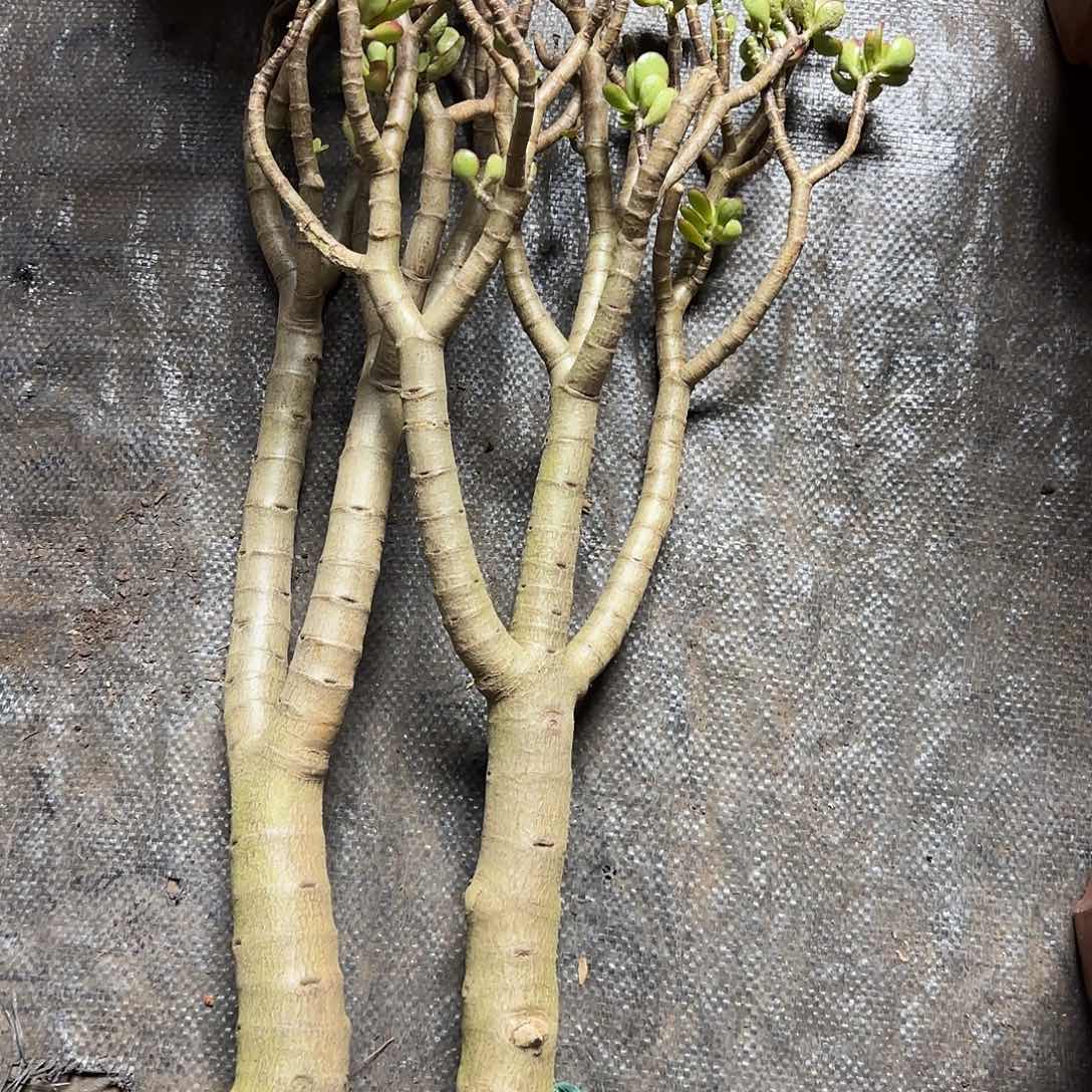 霞***4829两颗姬红花月不售后