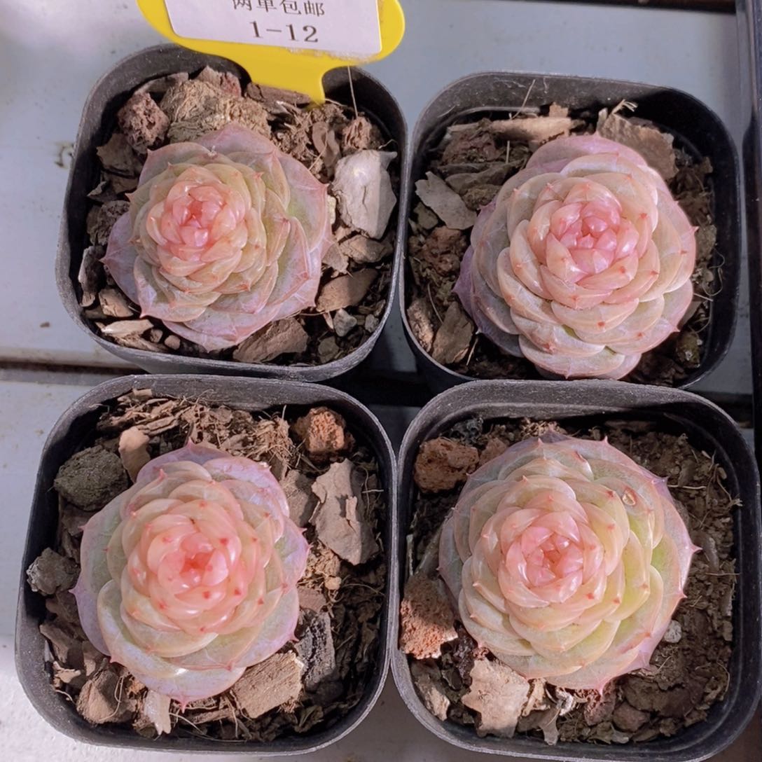 1-12-珍妮冻唇蜜单头一个