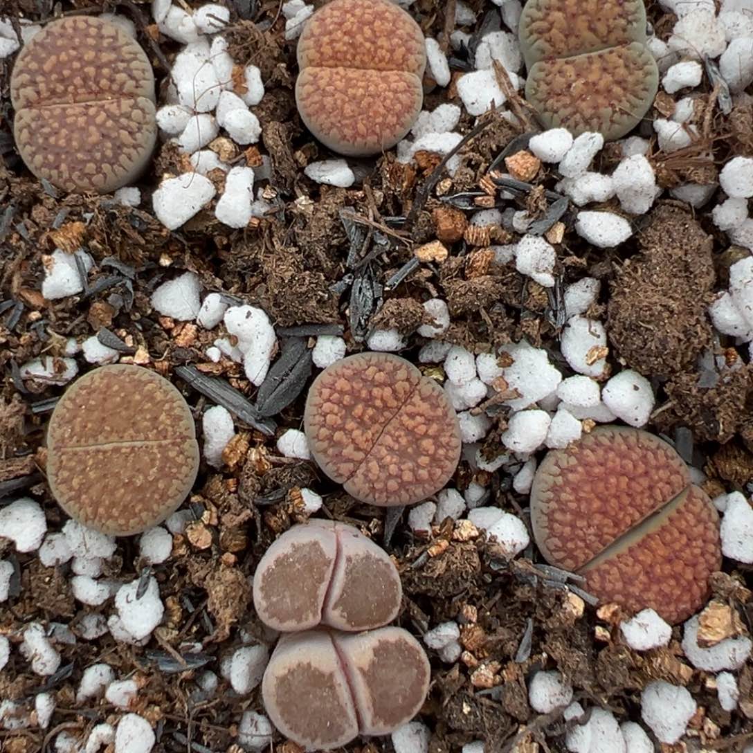 【闪购商品】087……