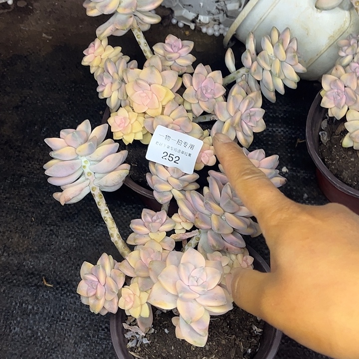 无***心美杏锦群，一物一拍