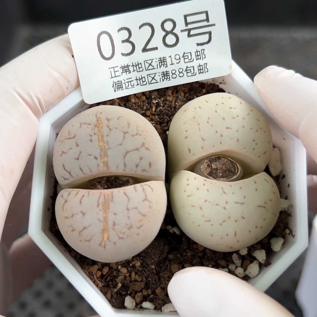 好养易活生石花大母本0328