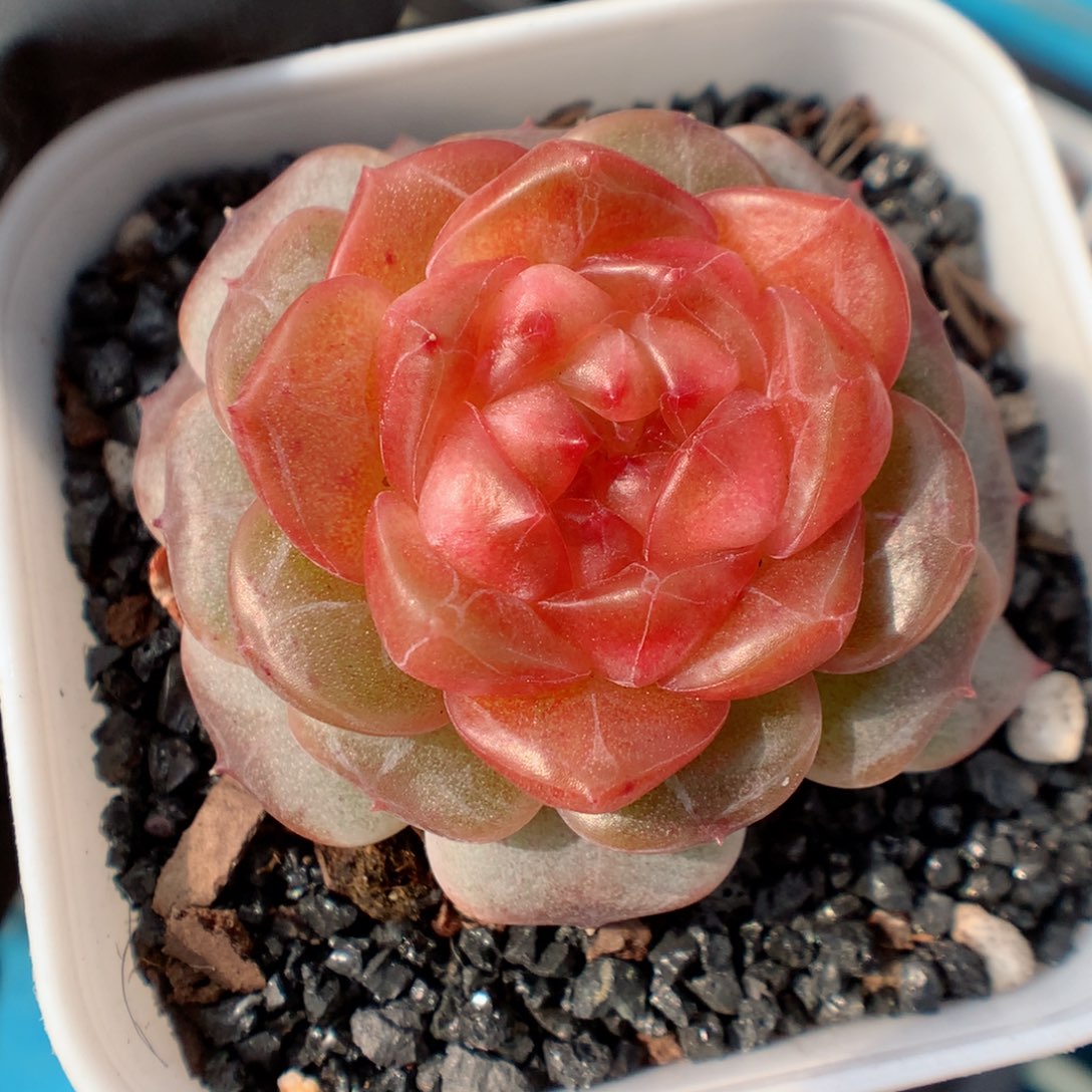 多肉植物。 糖心1