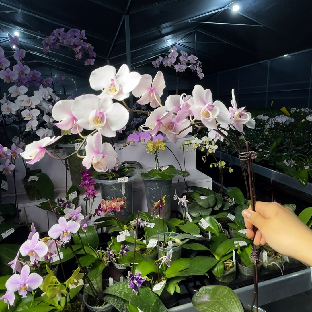 大量花朵（建议范围：8朵-15朵 或40%以上）编号558M608桑德