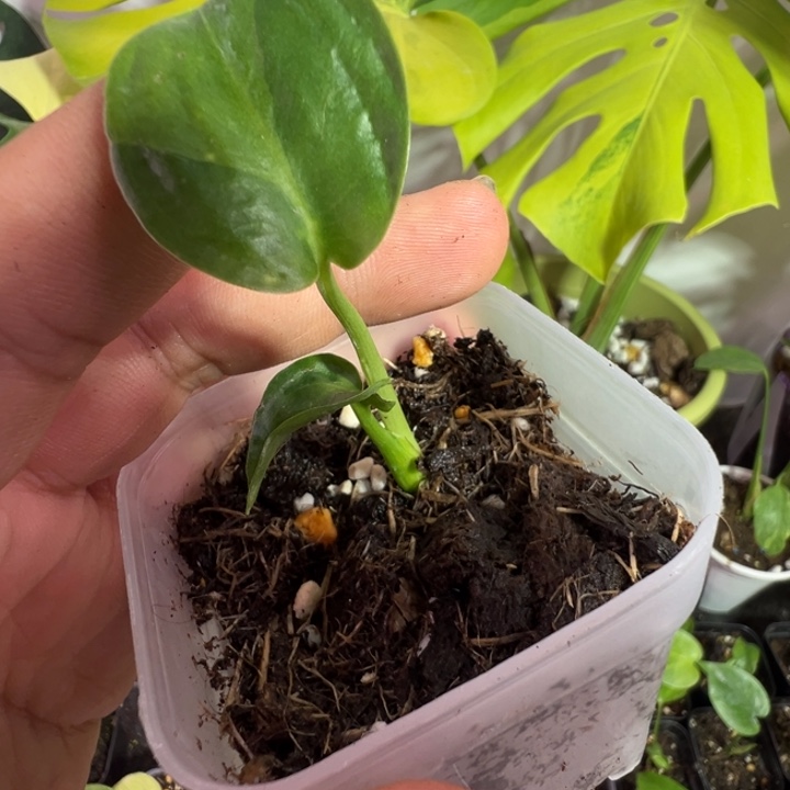 坐***酒完全开放龟背竹种苗