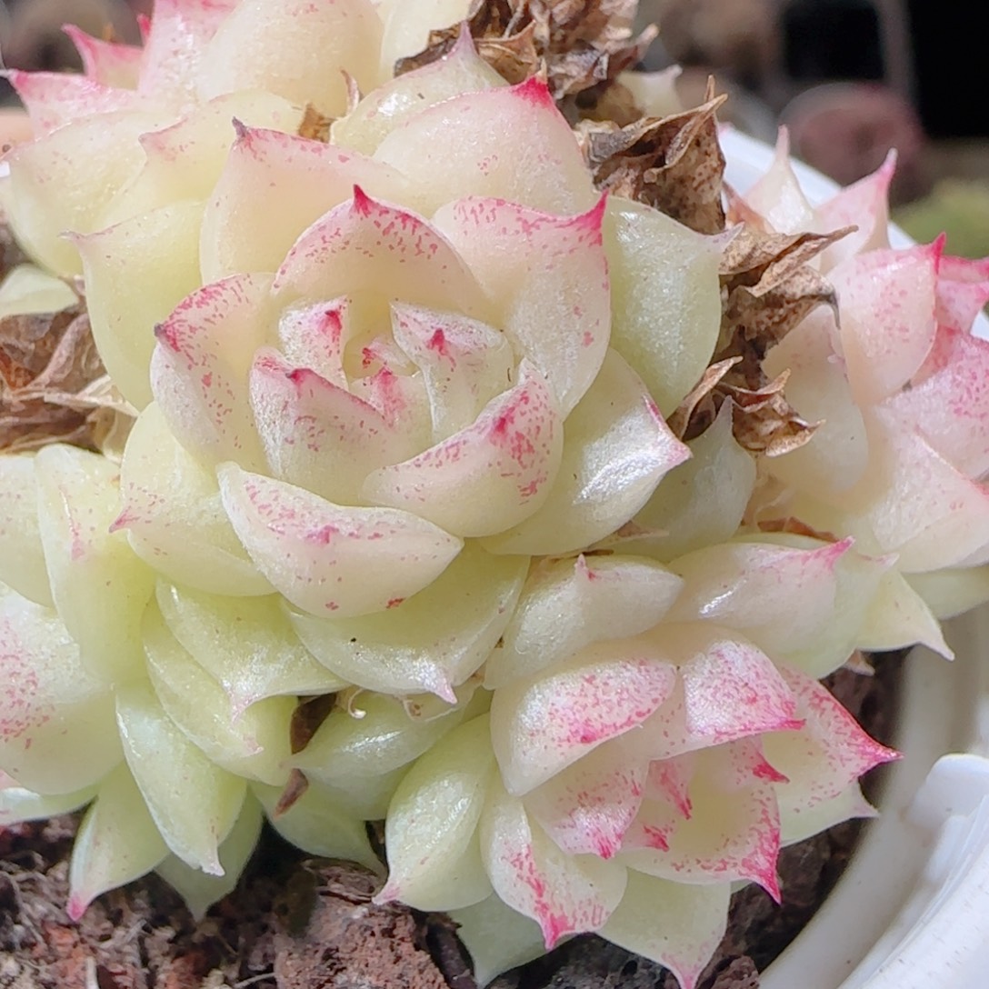 花语多肉1220-46散