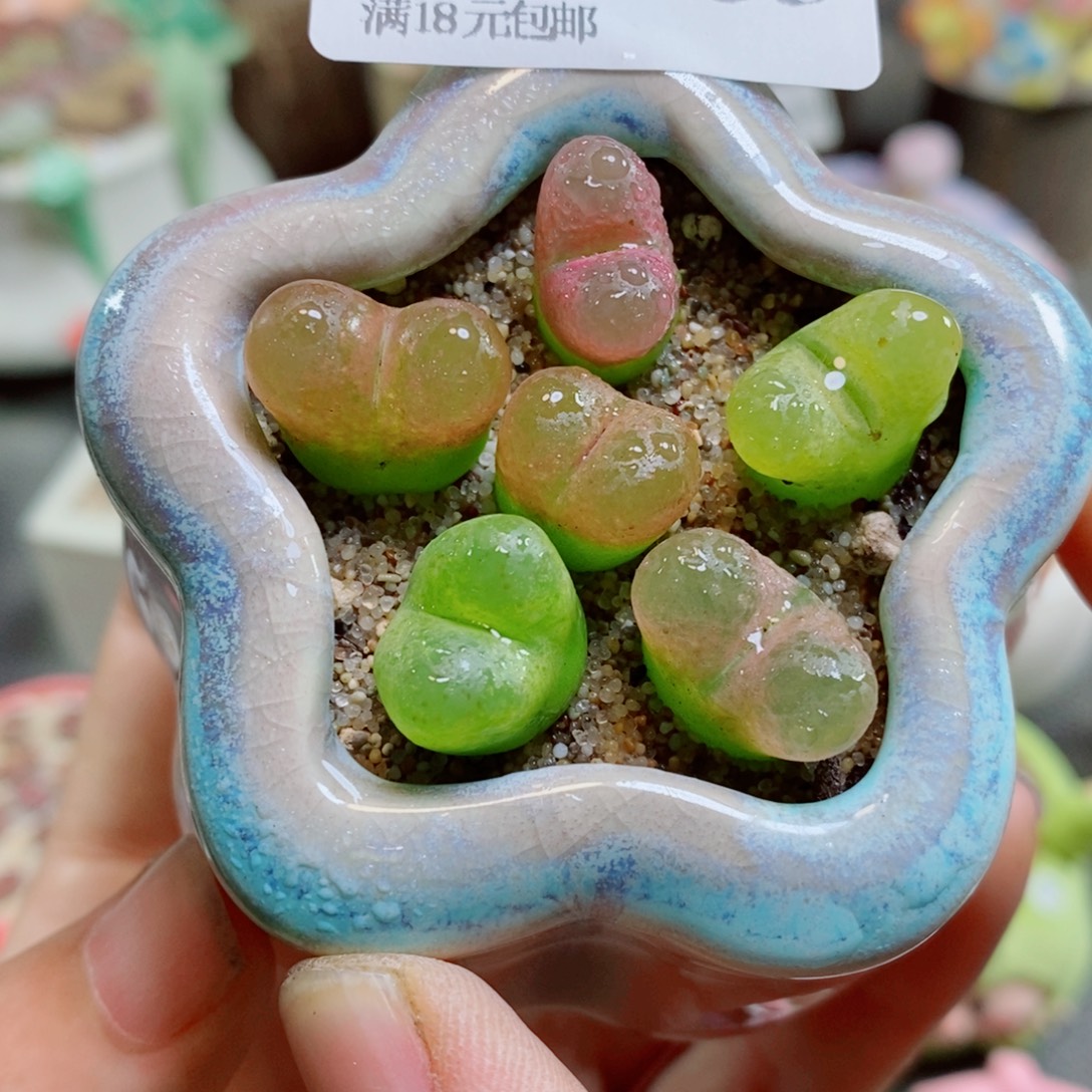 生石花花花花花花花花235