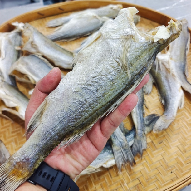 【马鲛仔海产】咸香海鲈鱼干3-5条斤咸鱼干顺丰包邮茂名博贺港精品海鲜买咸鱼干