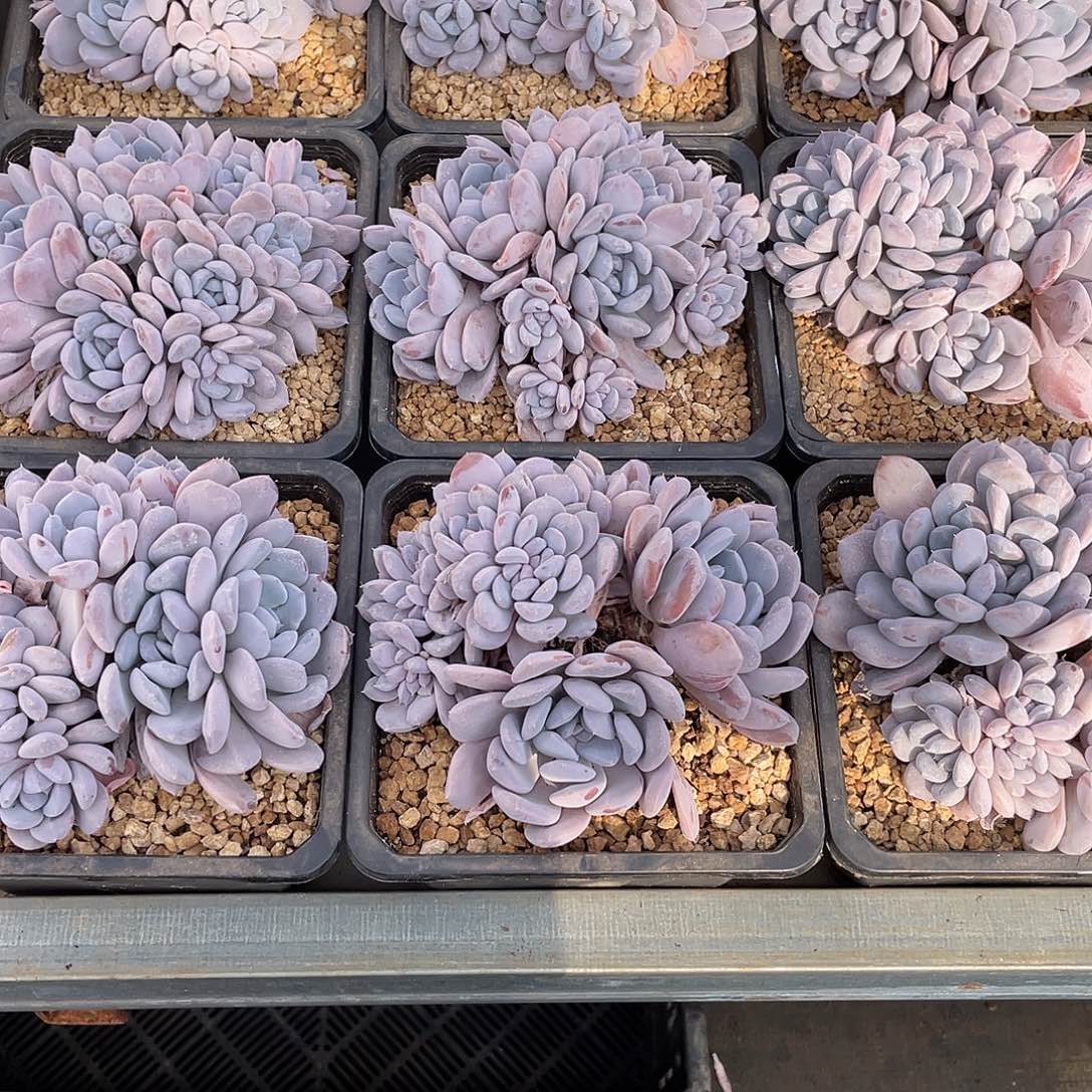 菩提子精控群16厘米可挑