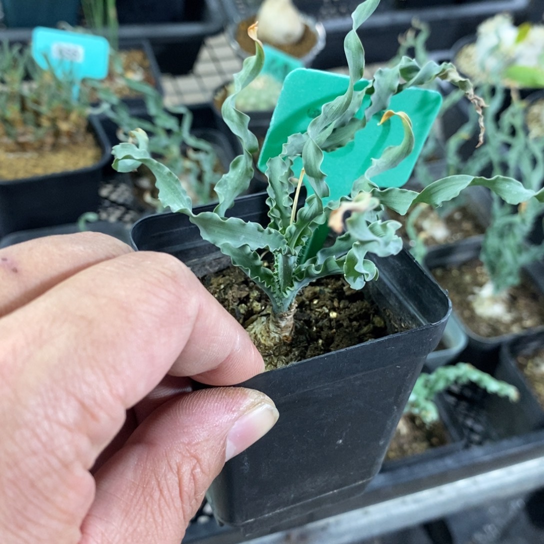 Dc弹簧草产地多肉植物