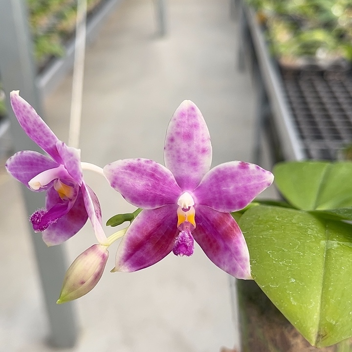 完全开放2.5寸杯BKH2334