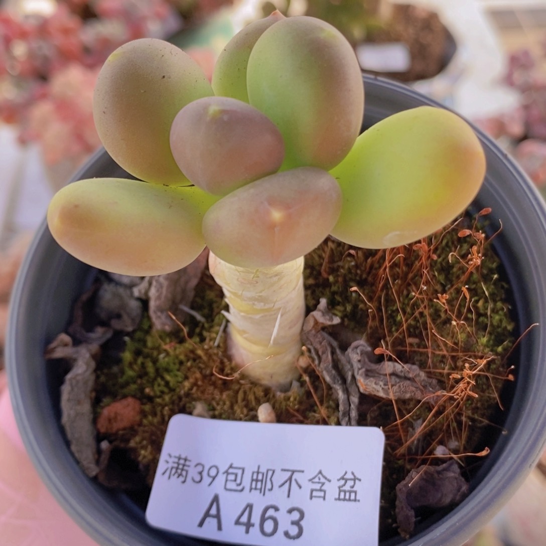 芒果奶单头463多肉植物
