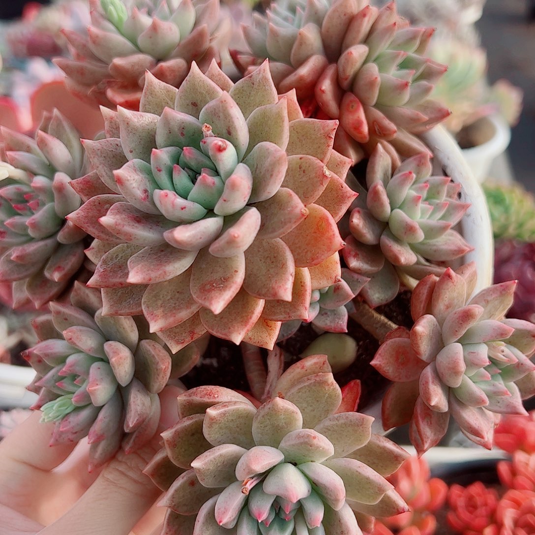 黄金璀璨多头群生老桩特价