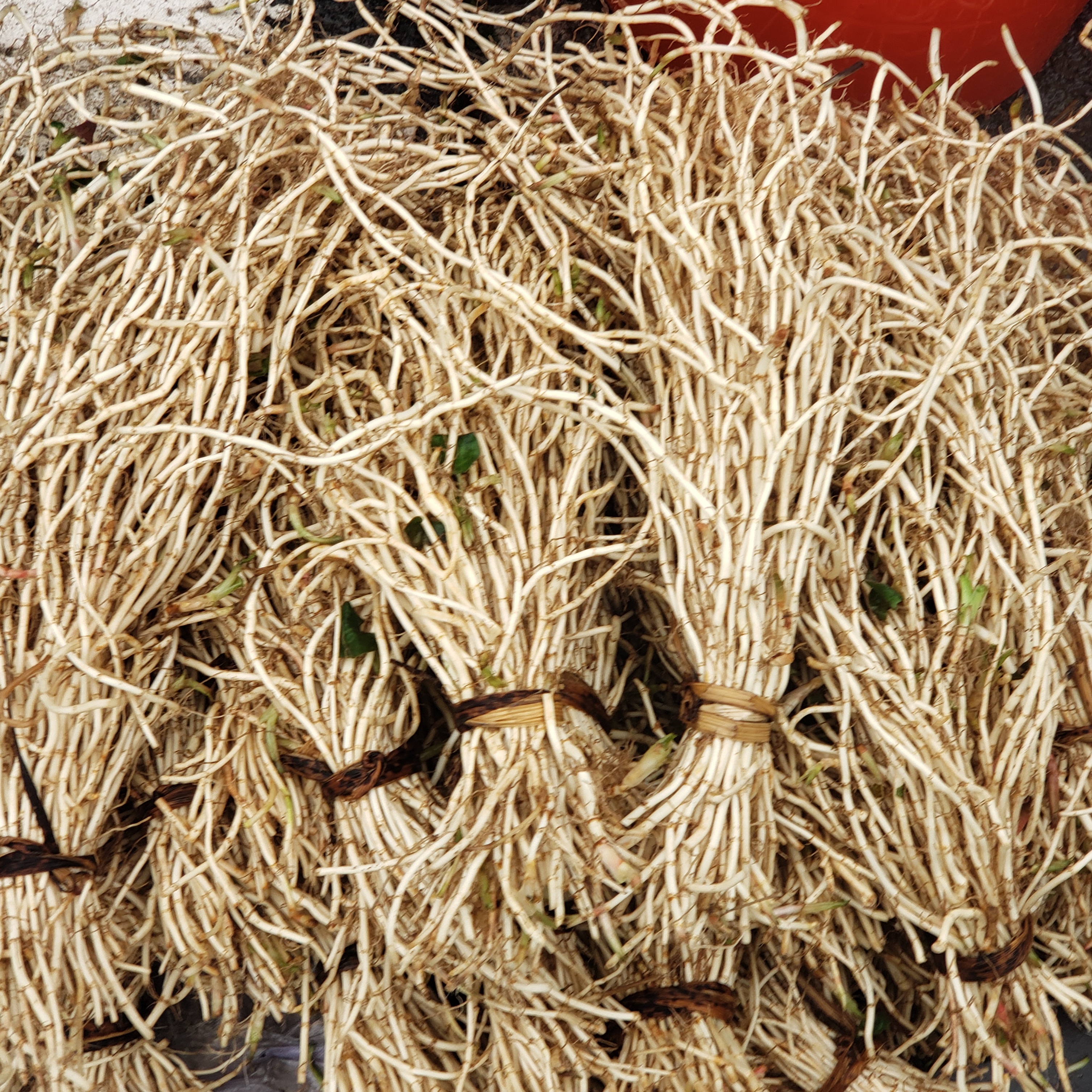 新鲜现挖折耳根湖南农家山货农货