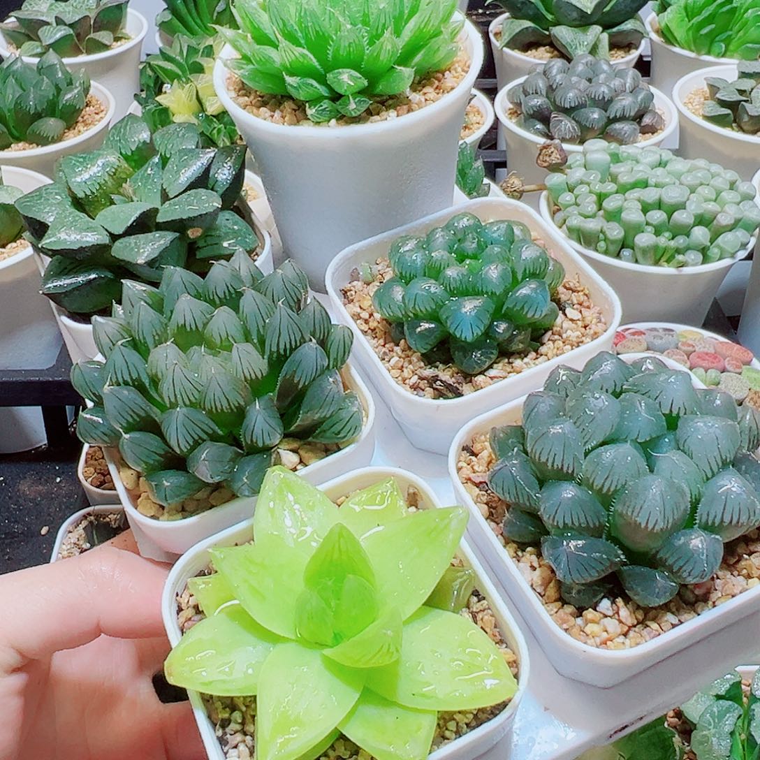 6颗拼盘福利，23.8，666