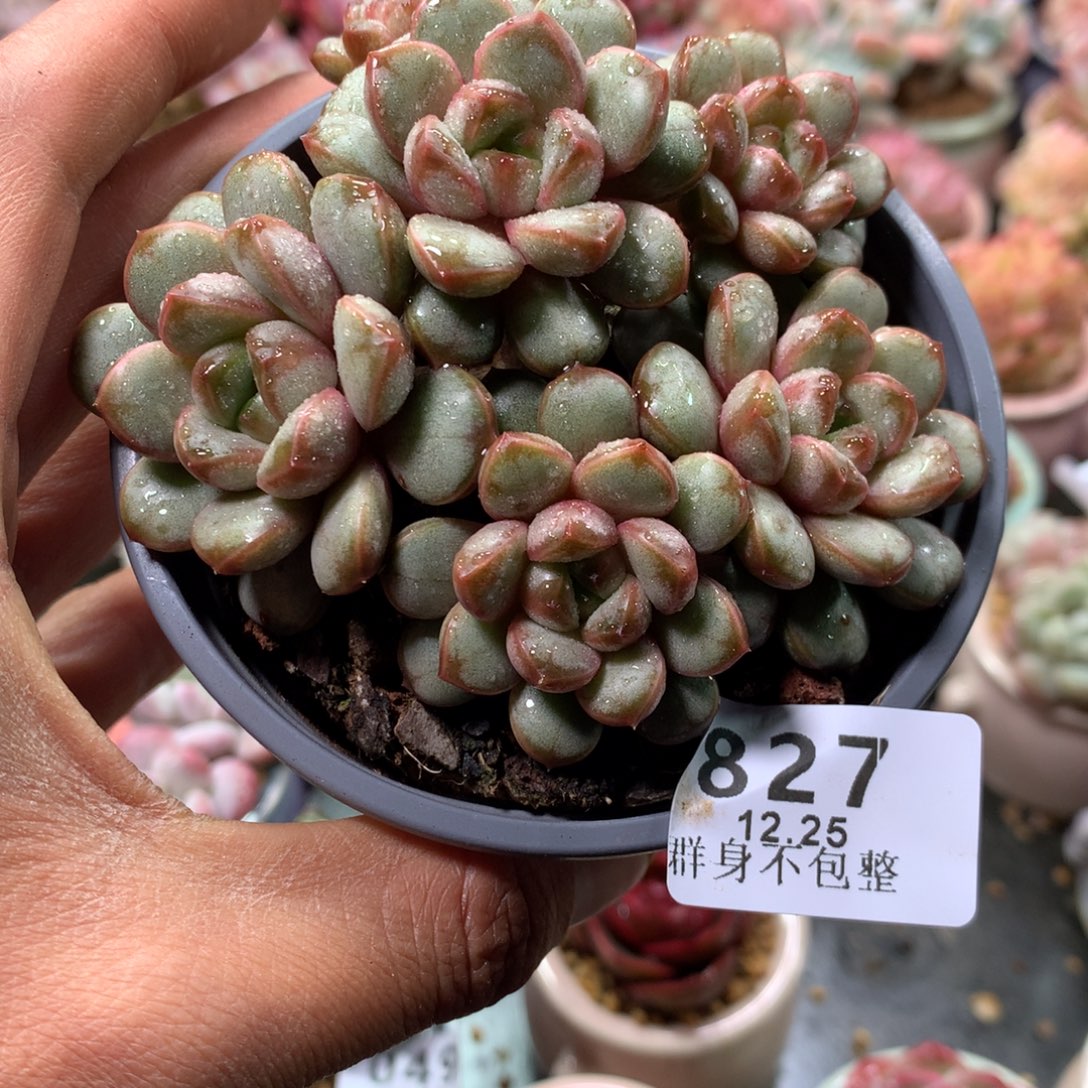 精控拇指盆12.25827带盆
