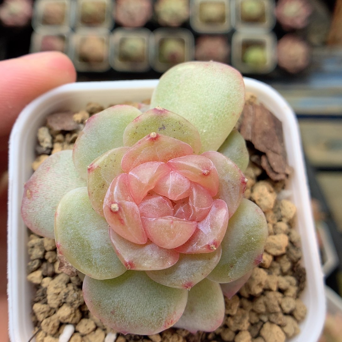 X172 ，20包邮两天凑单偏远不发货