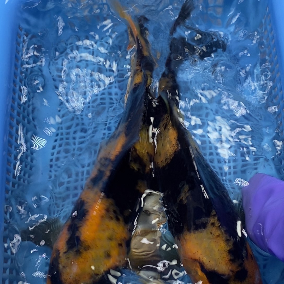 锦鲤冷水锦鲤包邮