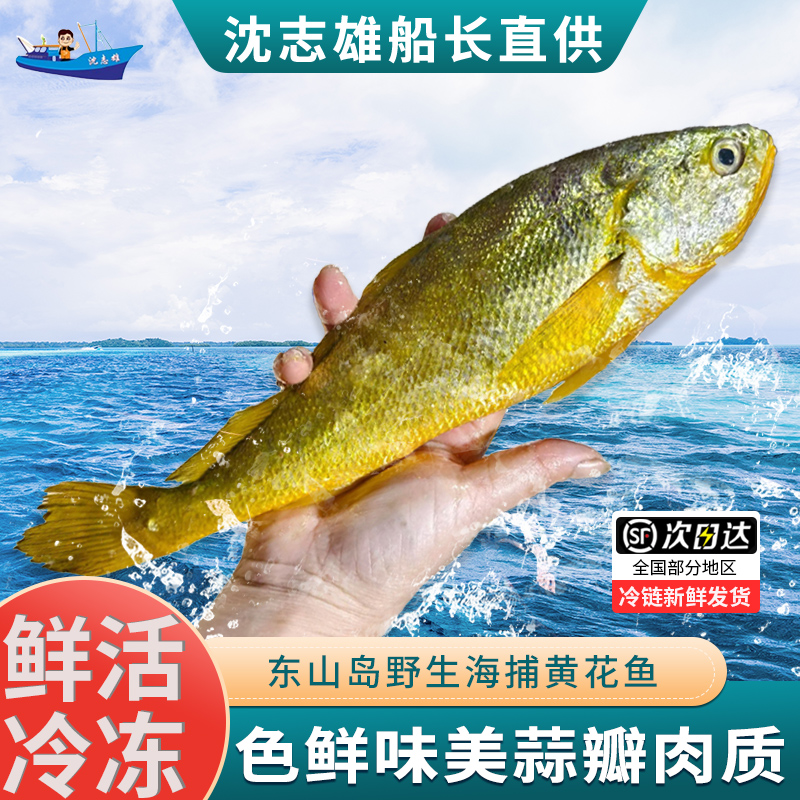 深海黄花鱼整条夏日尝鲜东山岛海鲜新鲜海捕活鱼速冻200g左右/条