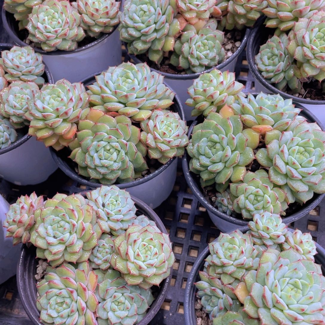 量拍50号 玫瑰莲多头群一个
