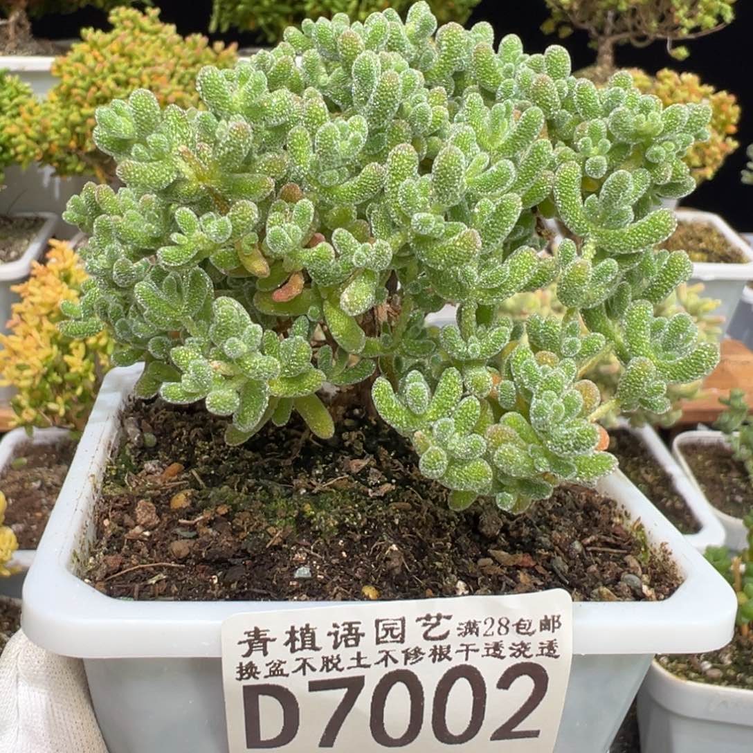 D7002冰晶一物一拍