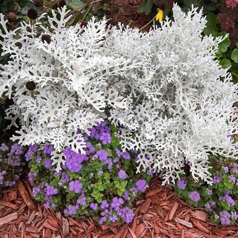 银叶菊草花绿植地栽多年生景观花镜植物观叶花卉