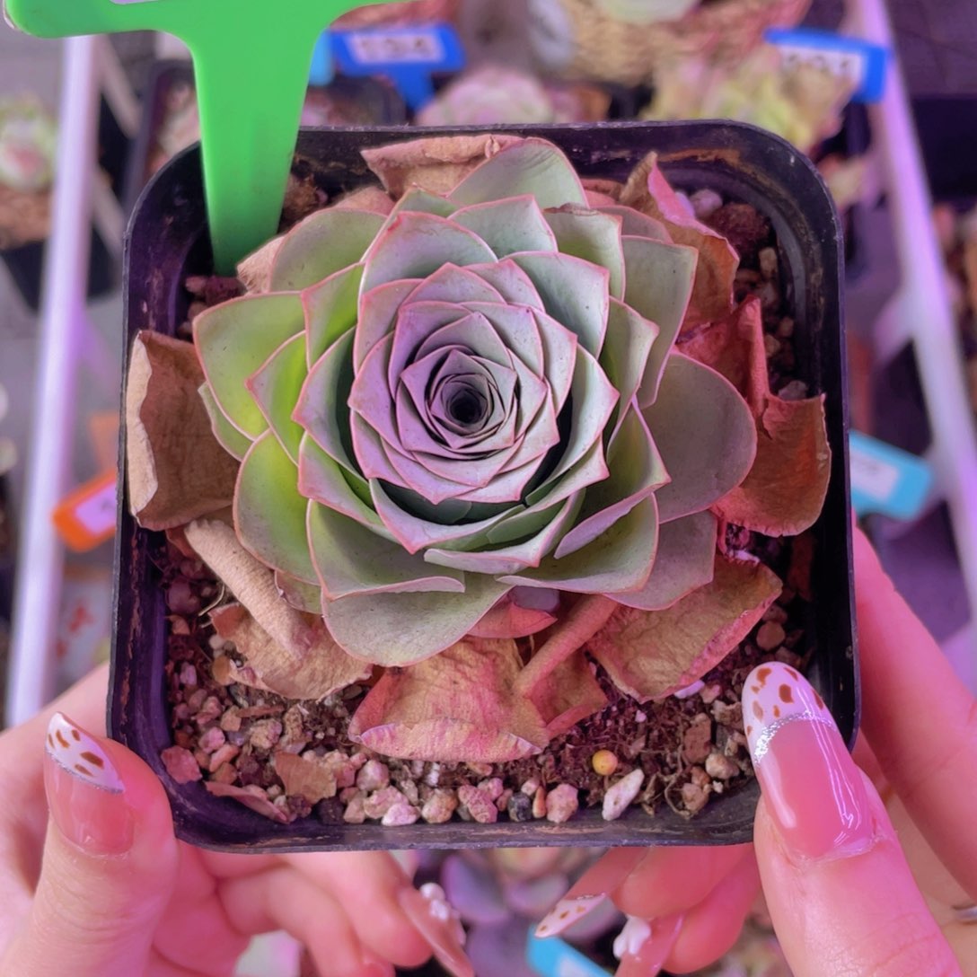 单品一物一拍070山地玫瑰