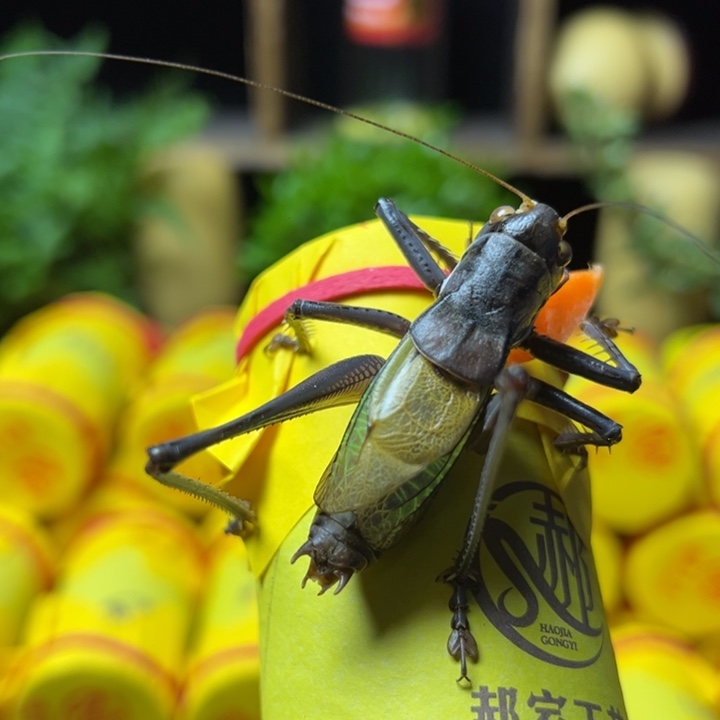 凡***光郝建伟大包蝈蝈一条