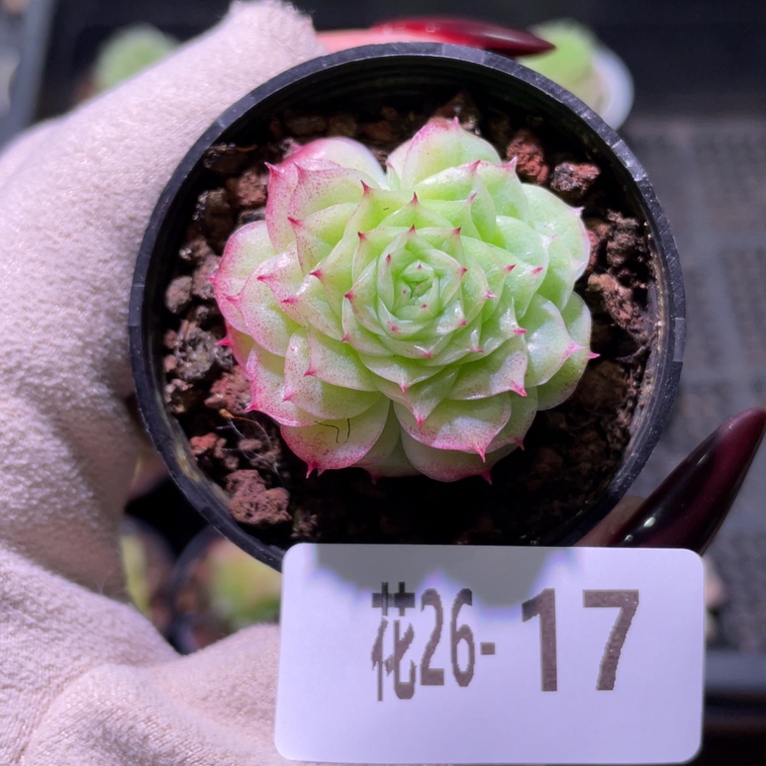 花利美26-17麦秆带侧芽