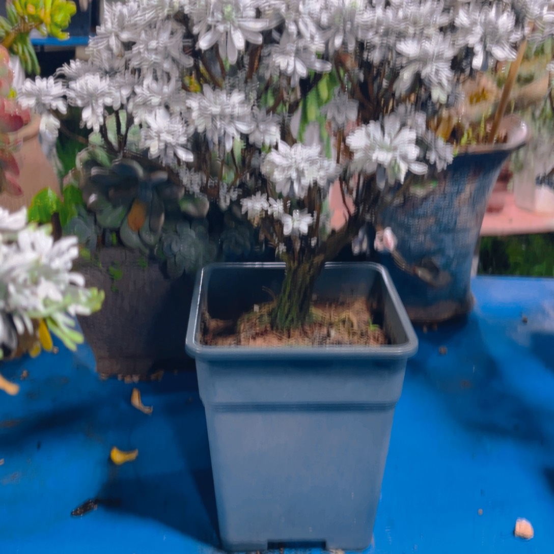 天****多肉植物保护研究所所长的