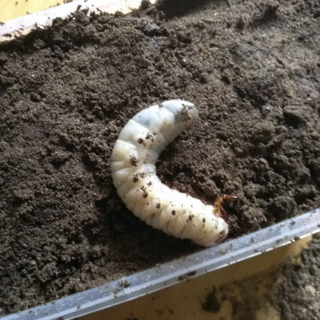 南洋大兜CCK成虫幼虫好养大兜虫三叉戟甲虫