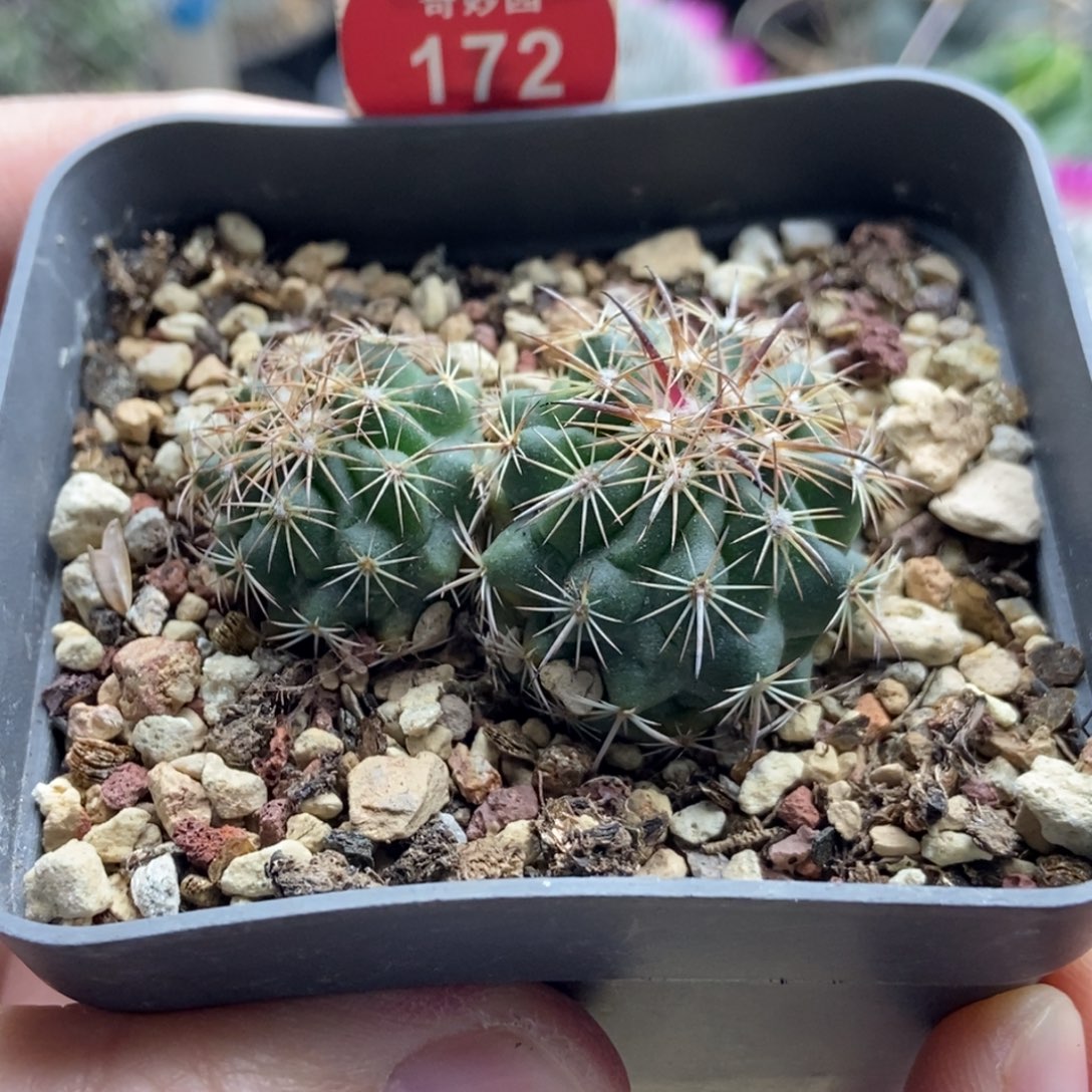 实生双头豪刺琥爪玉一颗