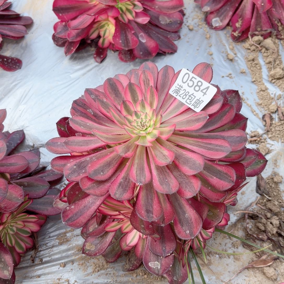 P.   0584月亮女神多肉