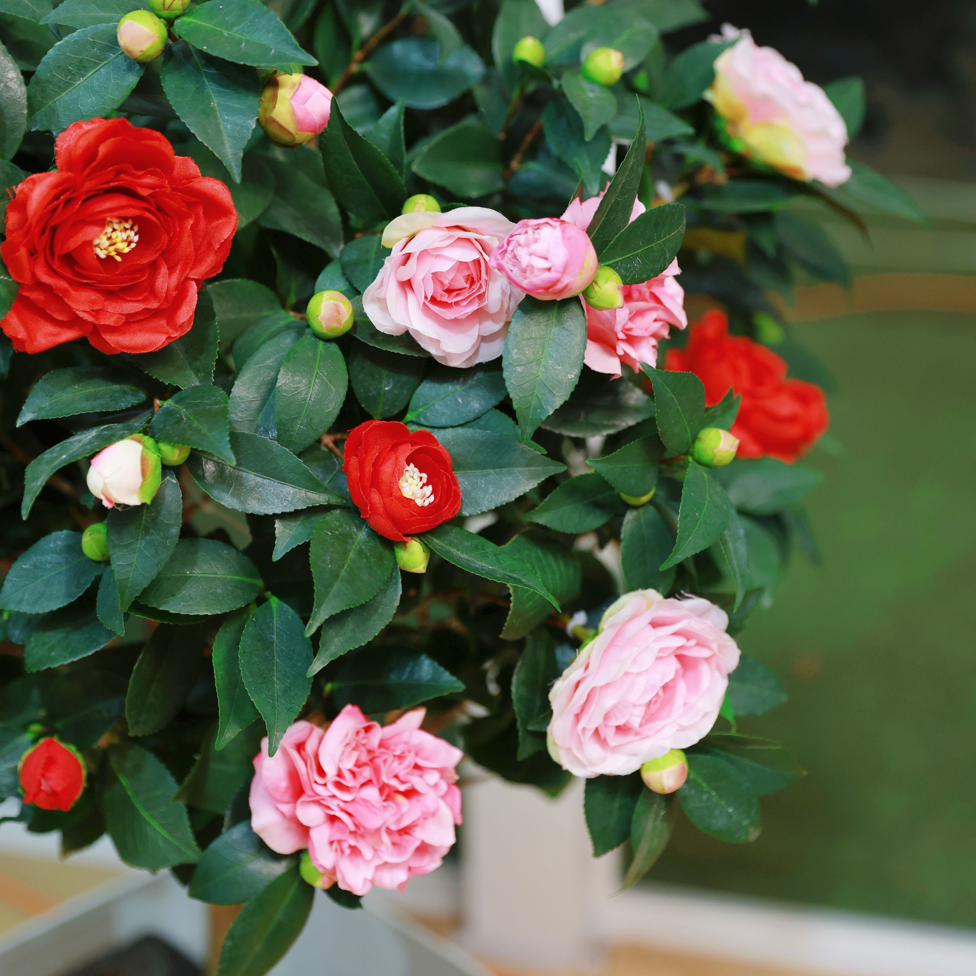 【加大加高80-1米】五色赤丹多色茶花独杆棒棒糖带花苞发