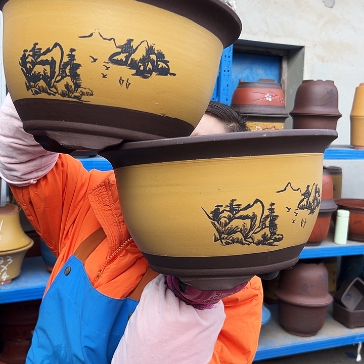 25+25黄三角金钟花盆花盆花盆