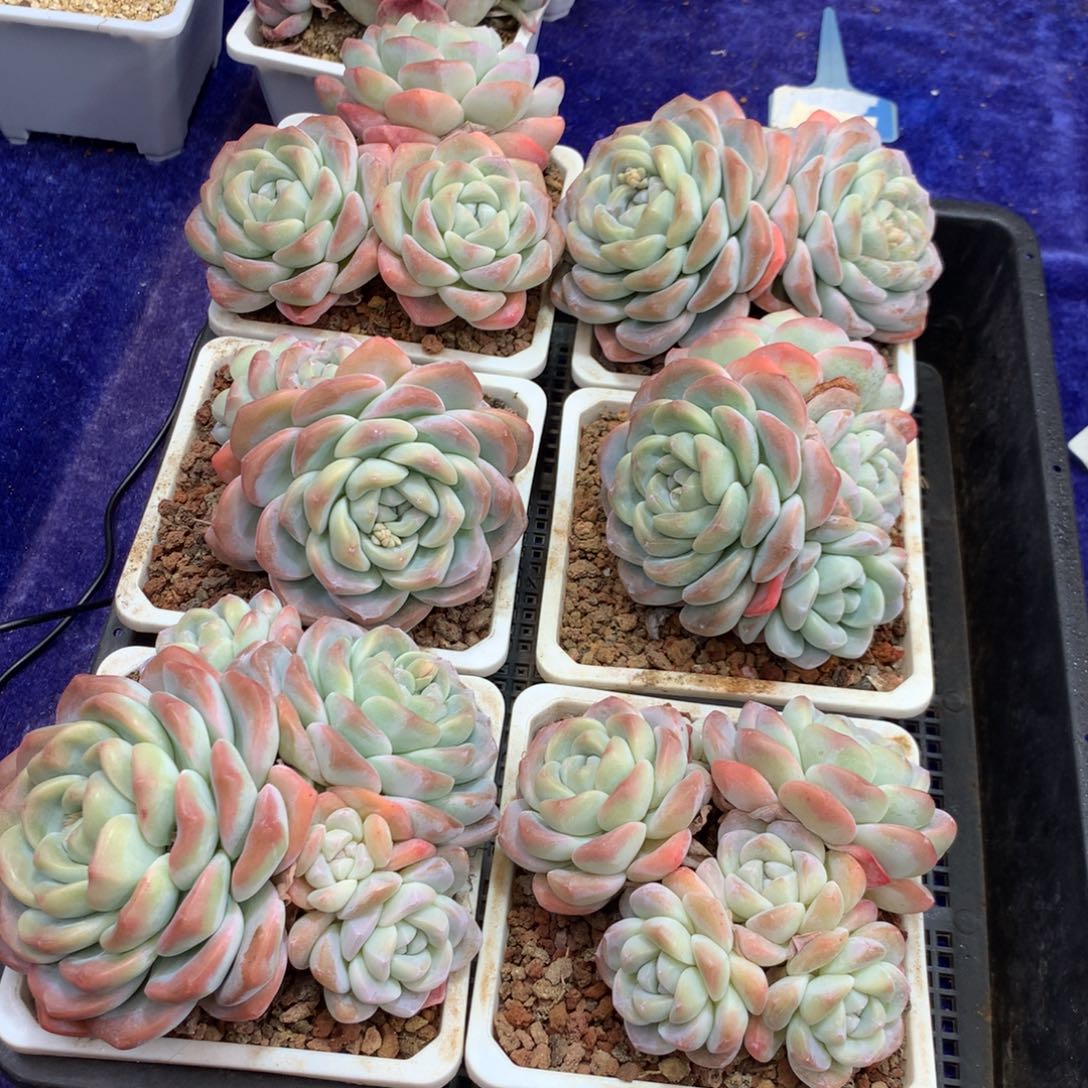 3.4.5头随机发货，有一个5头尺寸10厘米