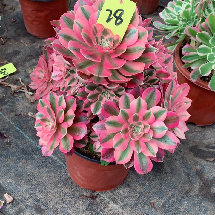 28粉女巫多肉一物一拍～