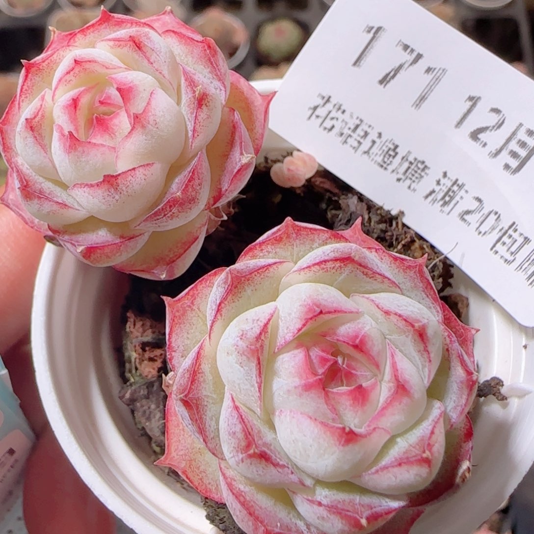 花语多肉1219-171