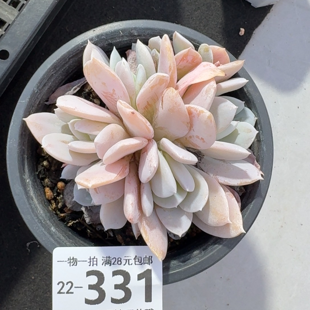 雪特无盆土发货无