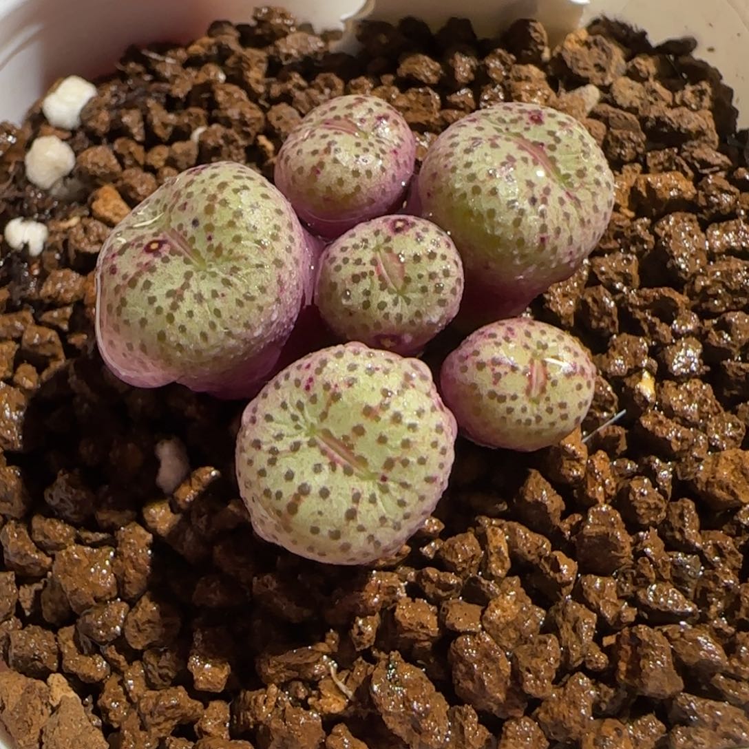 肉锥多肉植物组合-金橘1449