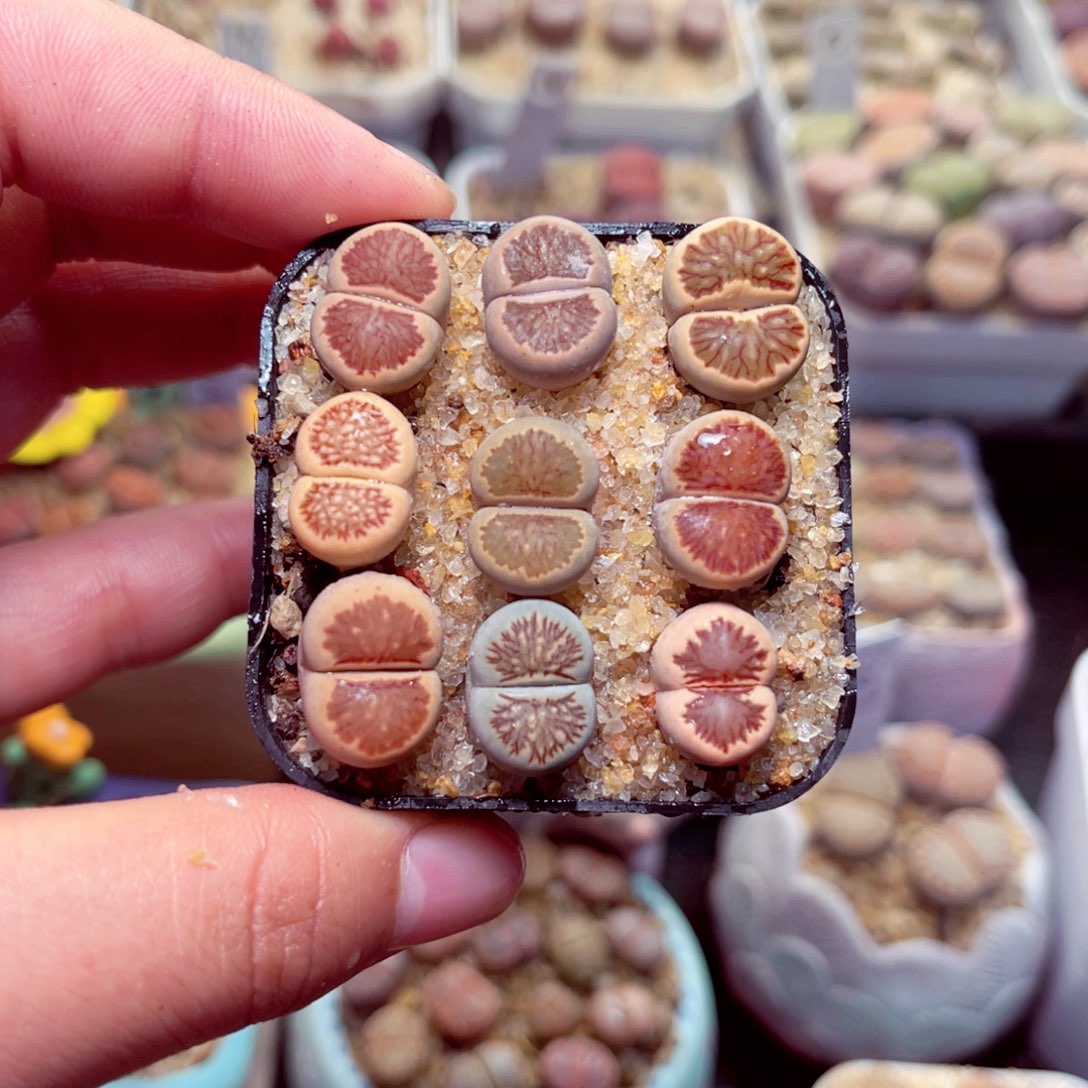 268号带盆包邮发货生石花