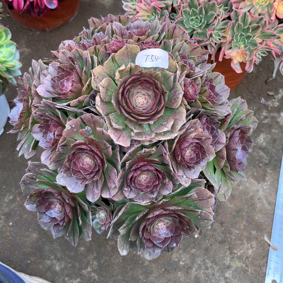 多肉植物万拉丝754