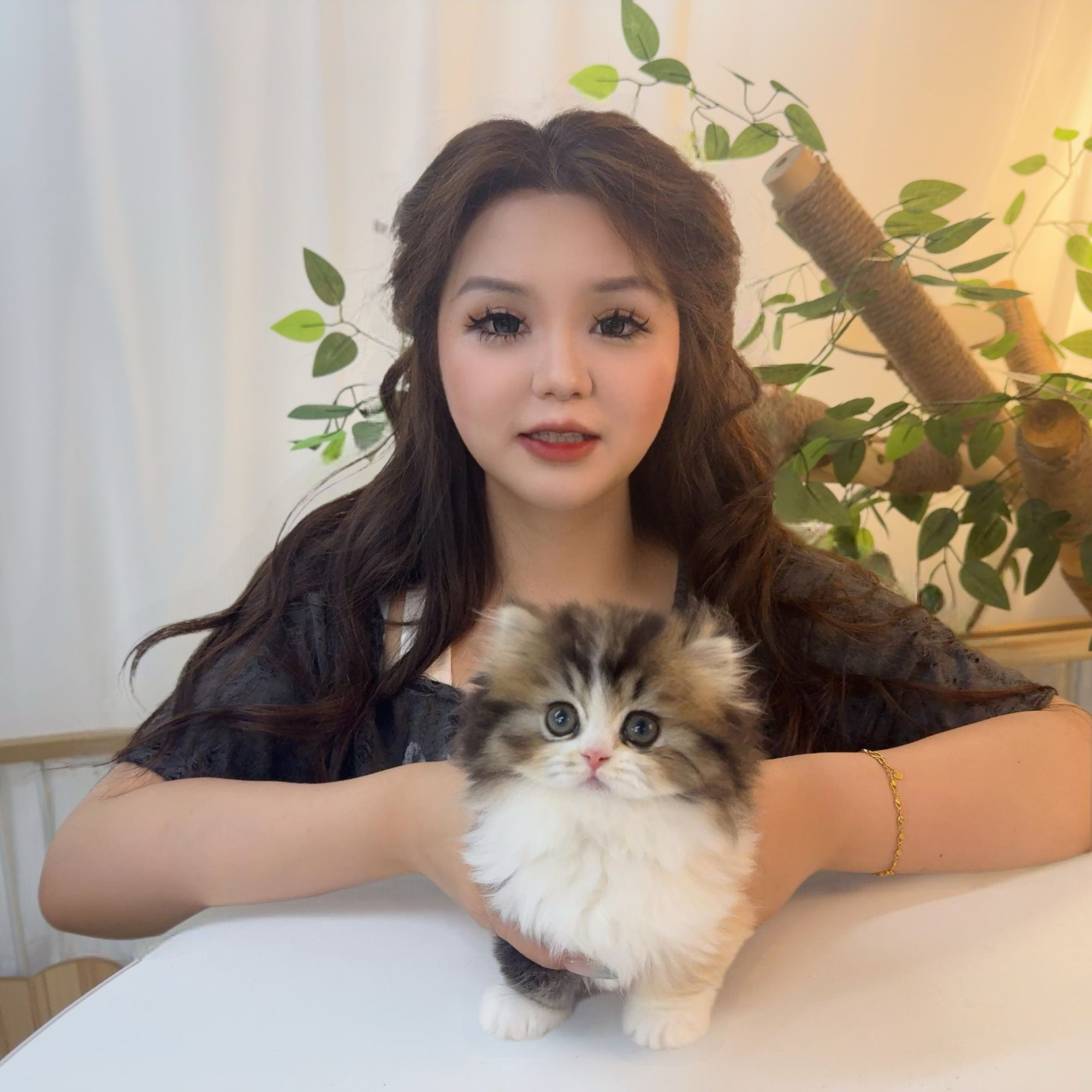 『炸炸毛的米努特萌猫』猫猫活体链接