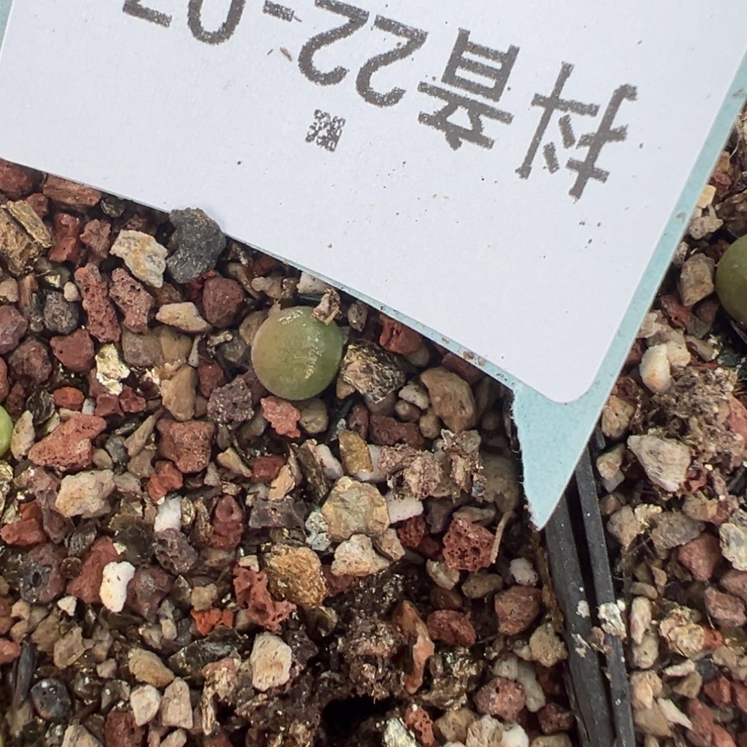22-71量拍大眼睛空蝉小苗一颗