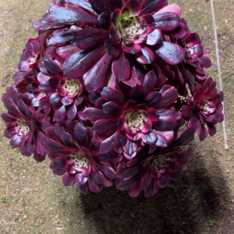 多肉植物美姬锦。