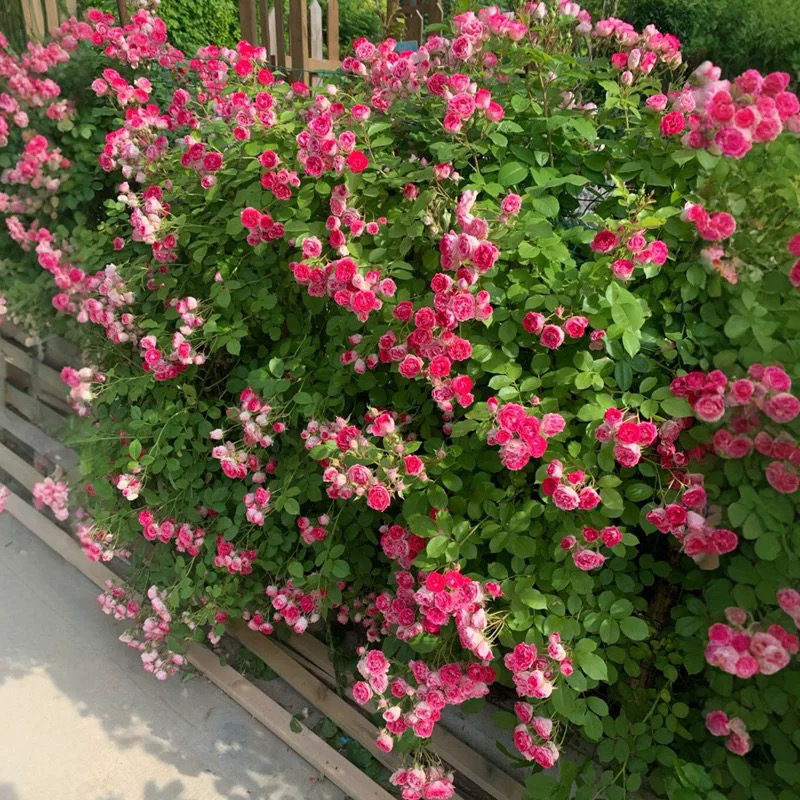 胭脂扣藤本月季新品国月爬藤植物攀援好养庭院阳台四季开花玫瑰