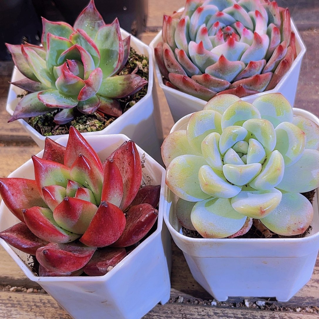 惊鸿。吉娃娃。罗卡。冰玉单