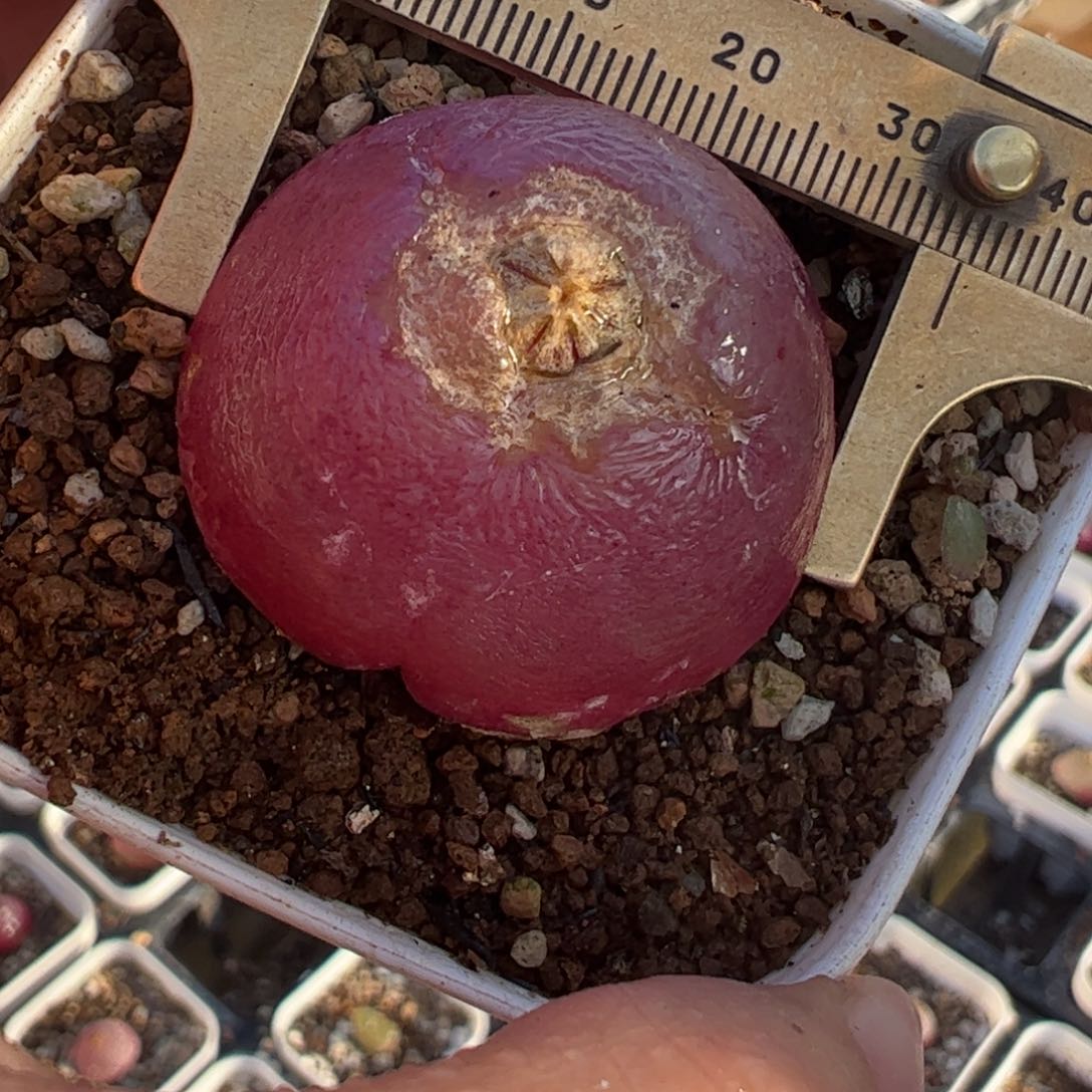 贤**觉多肉植物百科19灯泡